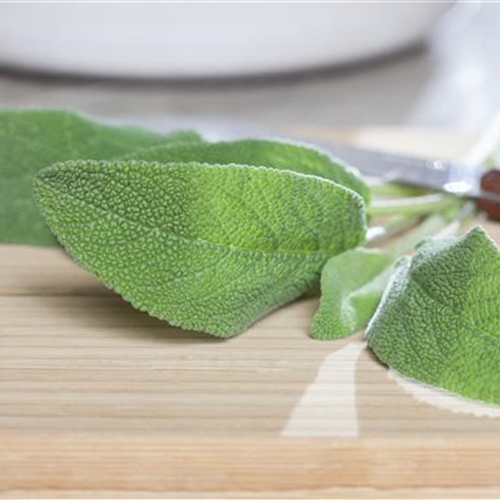 Salbei – Zierpflanze und Heilkraut 