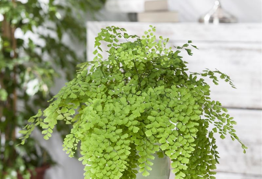 Adiantum raddianum Fragans, Frauenhaarfarn Gärtnerei Petersen
