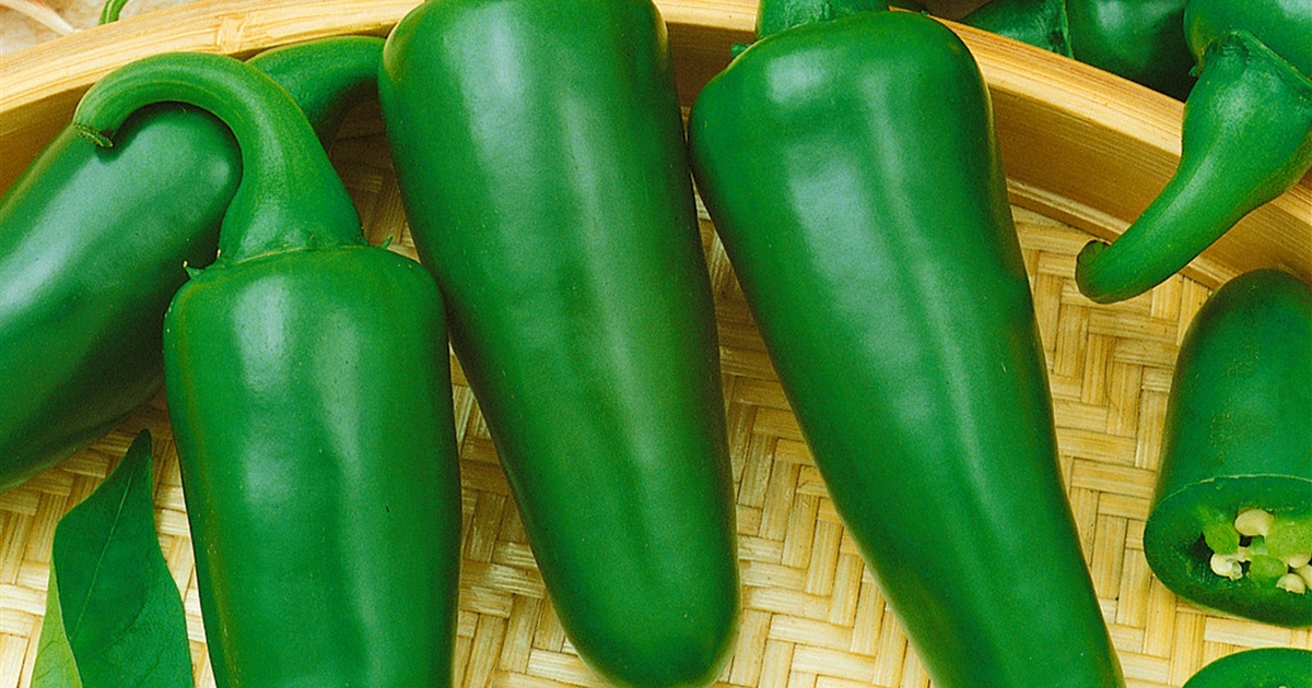 Capsicum annuum Jalapeno Fundador, Jalapeno Gärtnerei Petersen