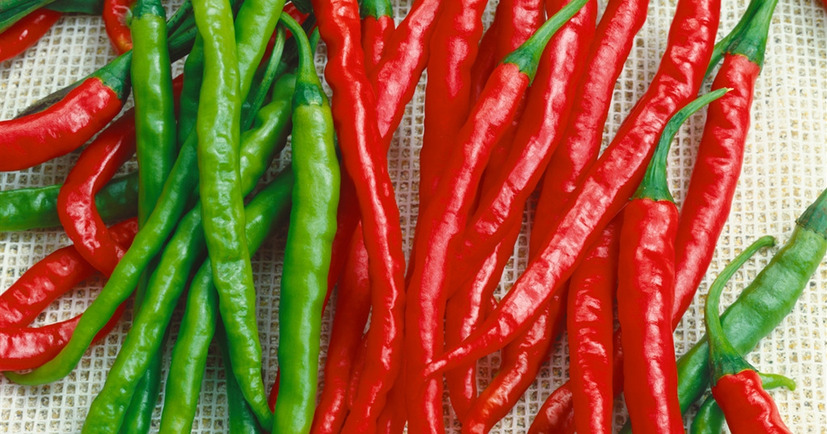 Capsicum annuum Peperoni de Cayenne, Paprika/ Peperoni Gärtnerei Petersen