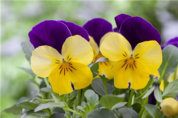 Zarte Frühlingsgrüße aus dem Blumengarten