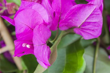 Drillingsblume schneiden