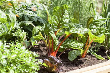 Beet mit Brettern schonen