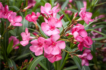 Oleander selber vermehren
