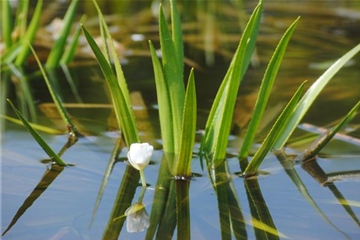 So machst du deinen Miniteich winterfit