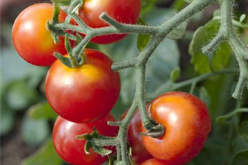 Platzende Tomaten