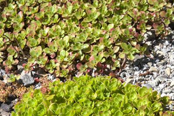 Sedum: Pflanze für schwierige Ecken