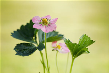 Erdbeeren 