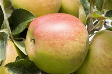 Schorfige Äpfel sind nicht giftig