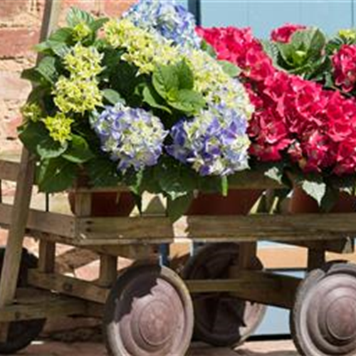 Gartentipps im August