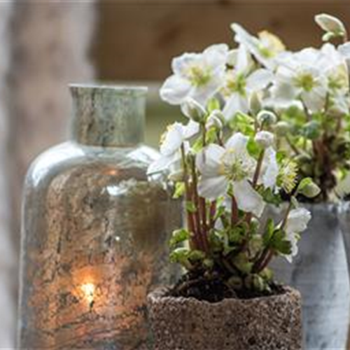 Gartentipps im Dezember