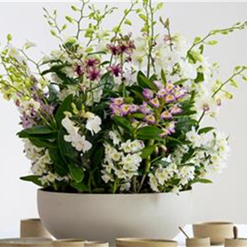 Pflanze des Monats März 2026: Dendrobium