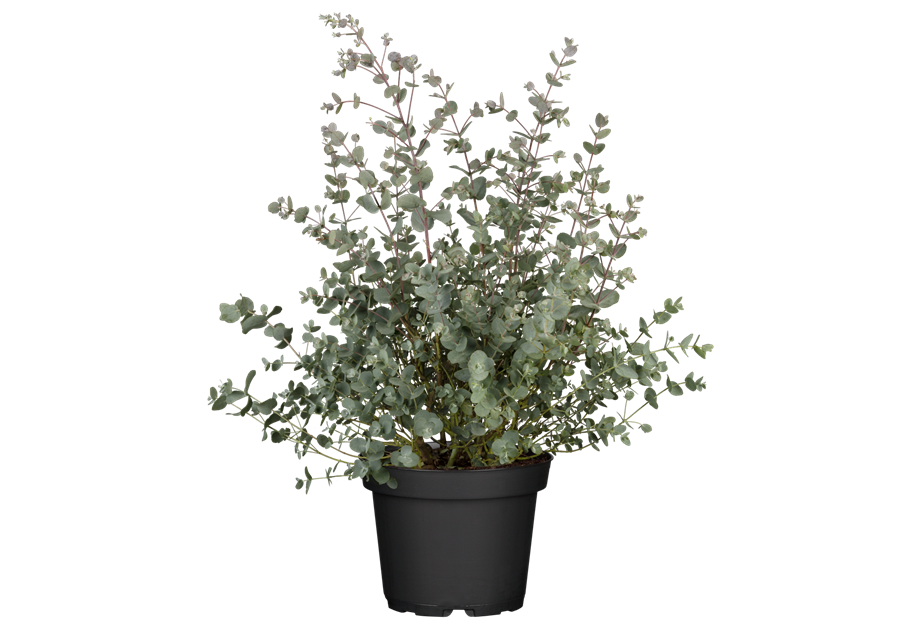 Eucalyptus gunii