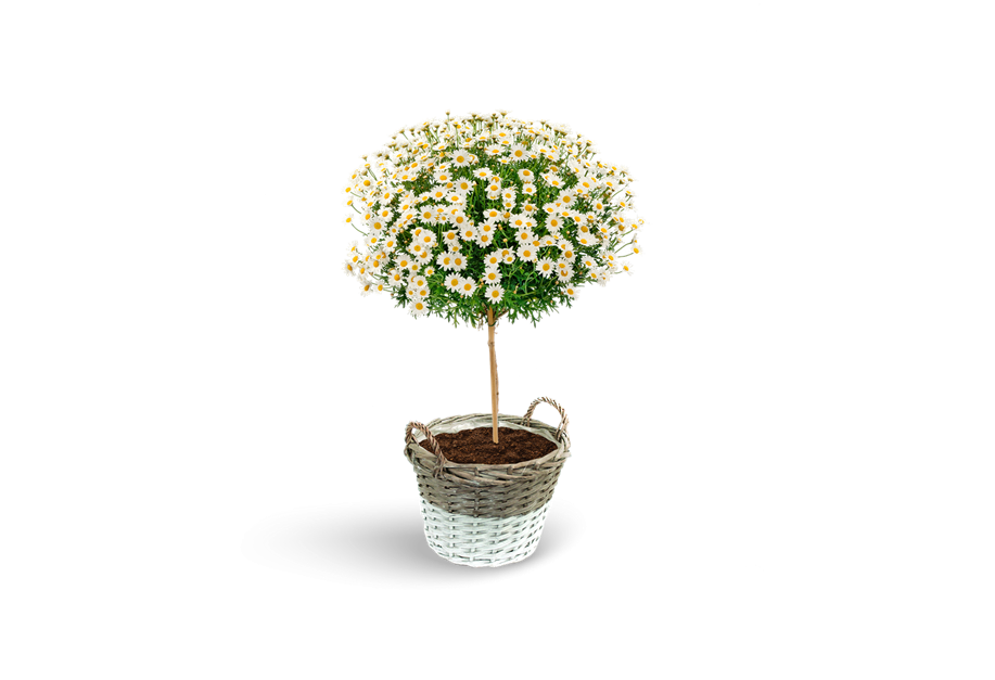 Argyranthemum frutescens