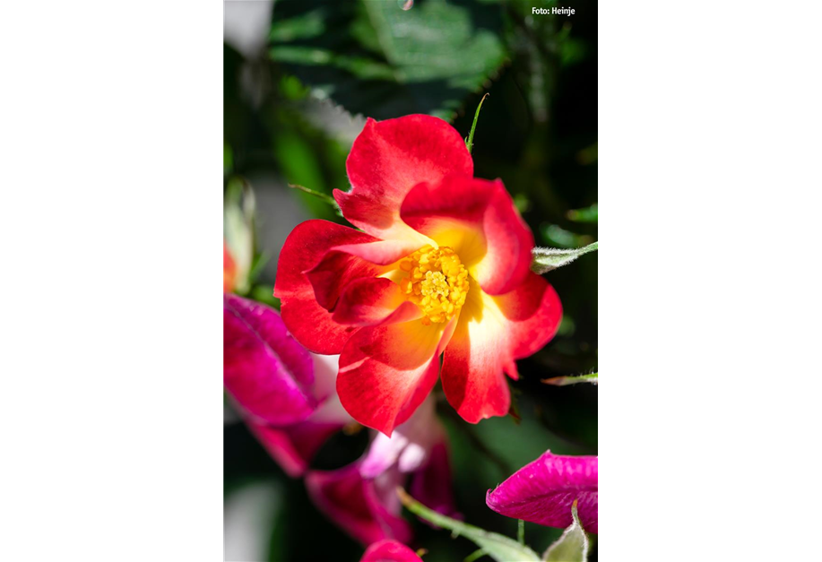 Rosa-Hybride