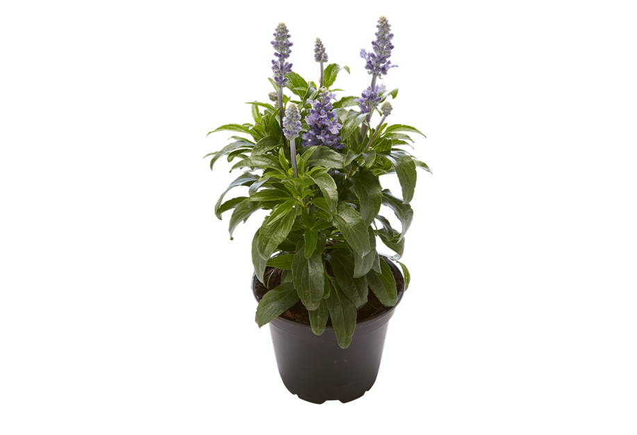 Salvia farinacea 