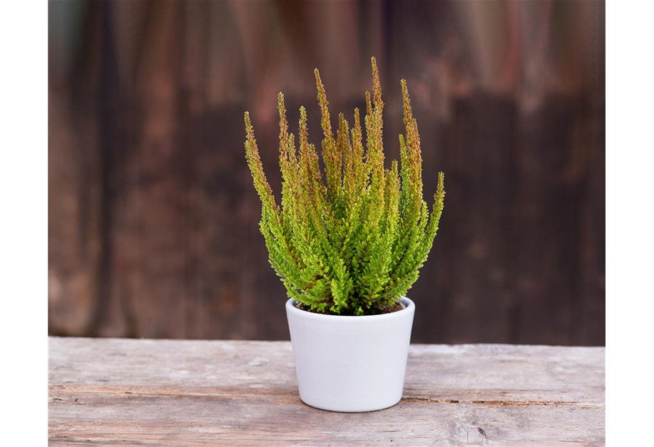 Calluna vulgaris