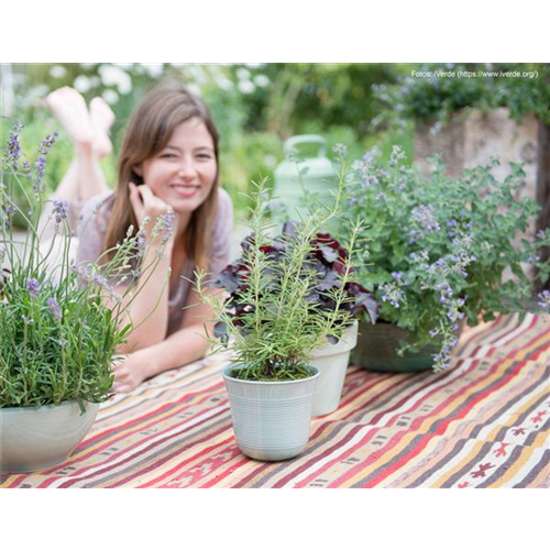 Duftpflanzen auf Balkon und Terrasse